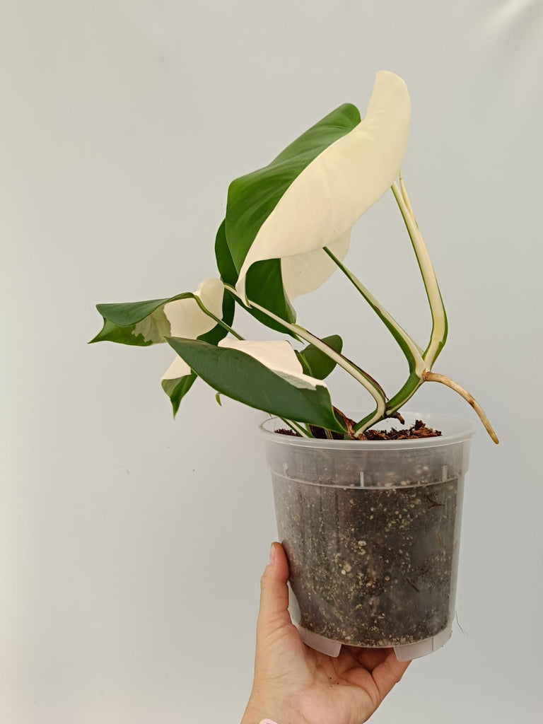 Monstera deliciosa variegata albo solid white