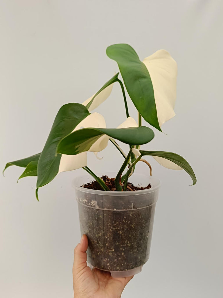 Monstera deliciosa variegata albo solid white