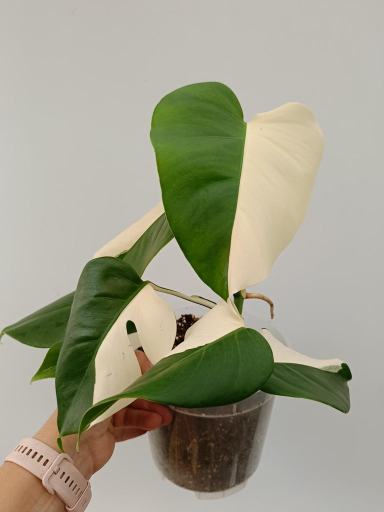 Monstera deliciosa variegata albo solid white