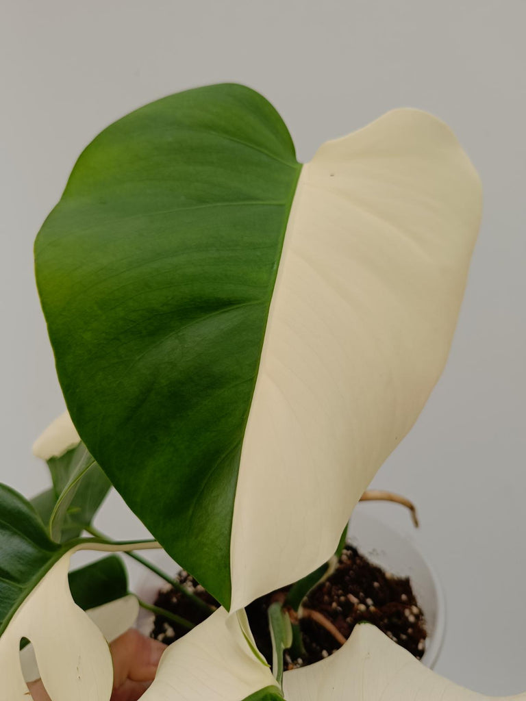 Monstera deliciosa variegata albo solid white