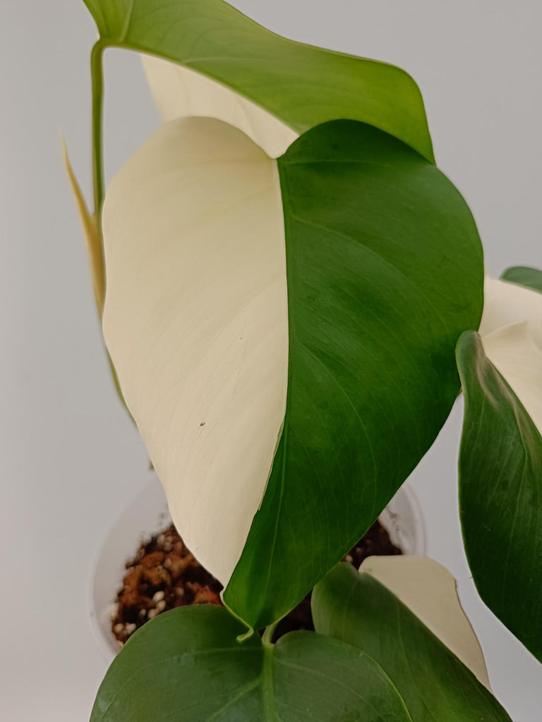 Monstera deliciosa variegata albo solid white