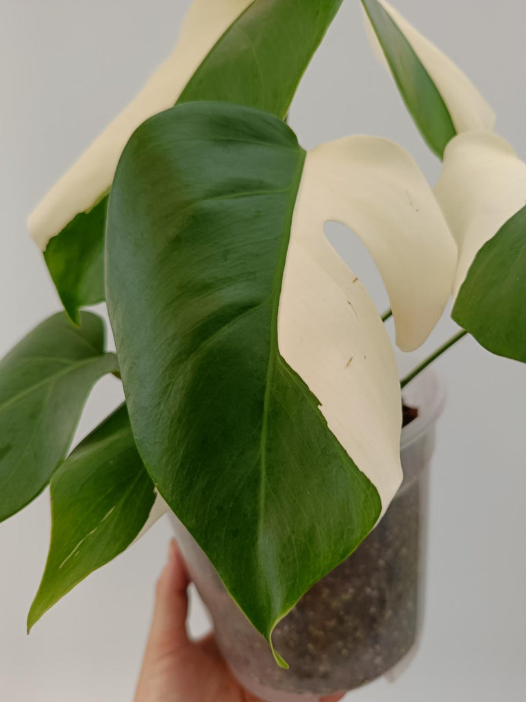 Monstera deliciosa variegata albo solid white