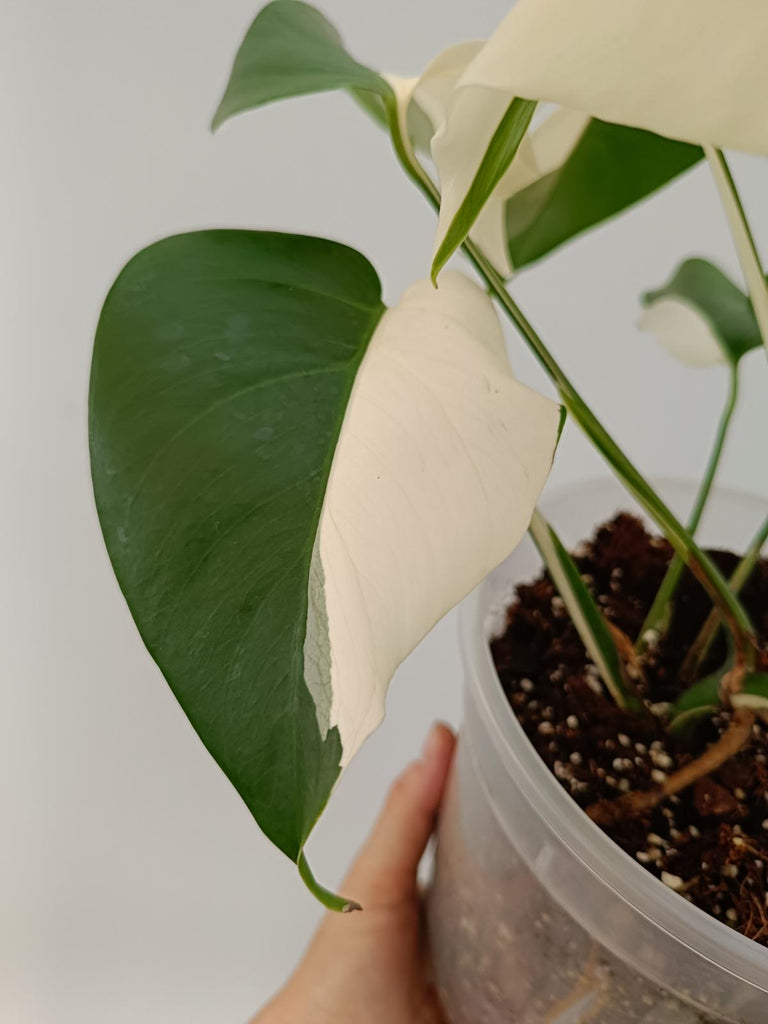 Monstera deliciosa variegata albo solid white