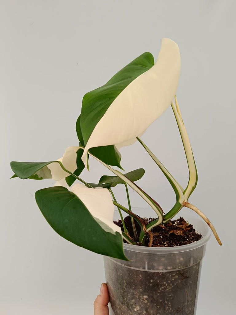 Monstera deliciosa variegata albo solid white