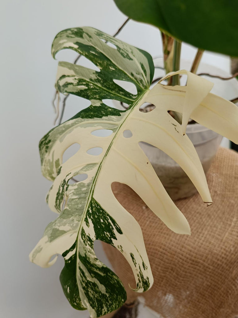 Monstera deliciosa variegata albo xxl