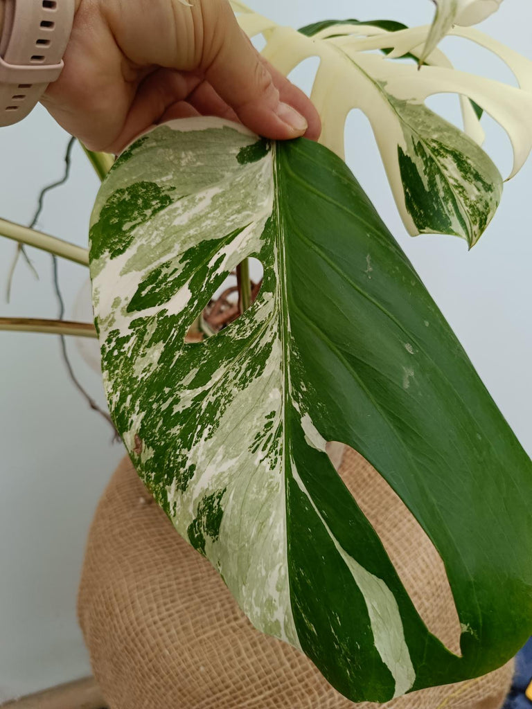 Monstera deliciosa variegata albo xxl