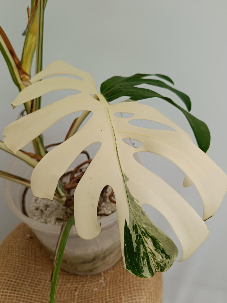 Monstera deliciosa variegata albo xxl