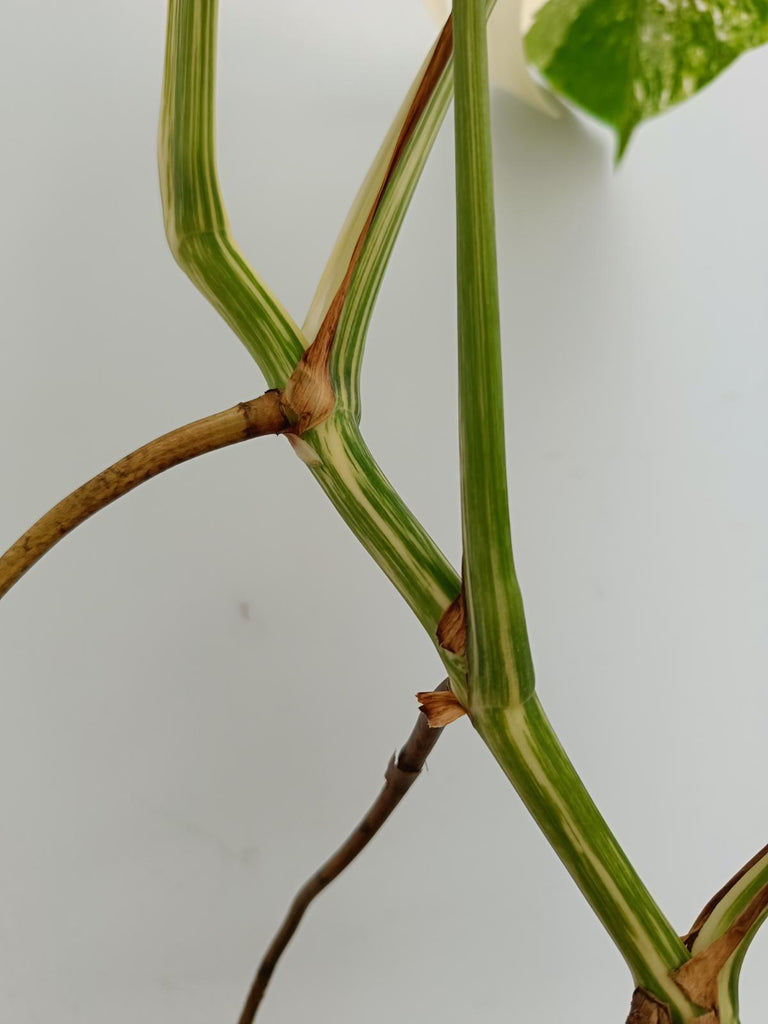 Monstera deliciosa variegata albo