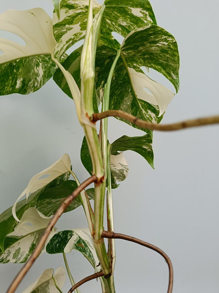 Monstera deliciosa variegata albo