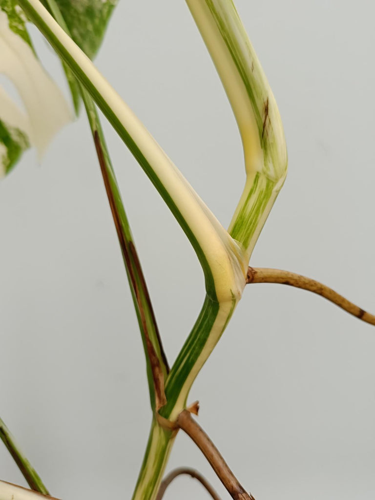 Monstera deliciosa variegata albo