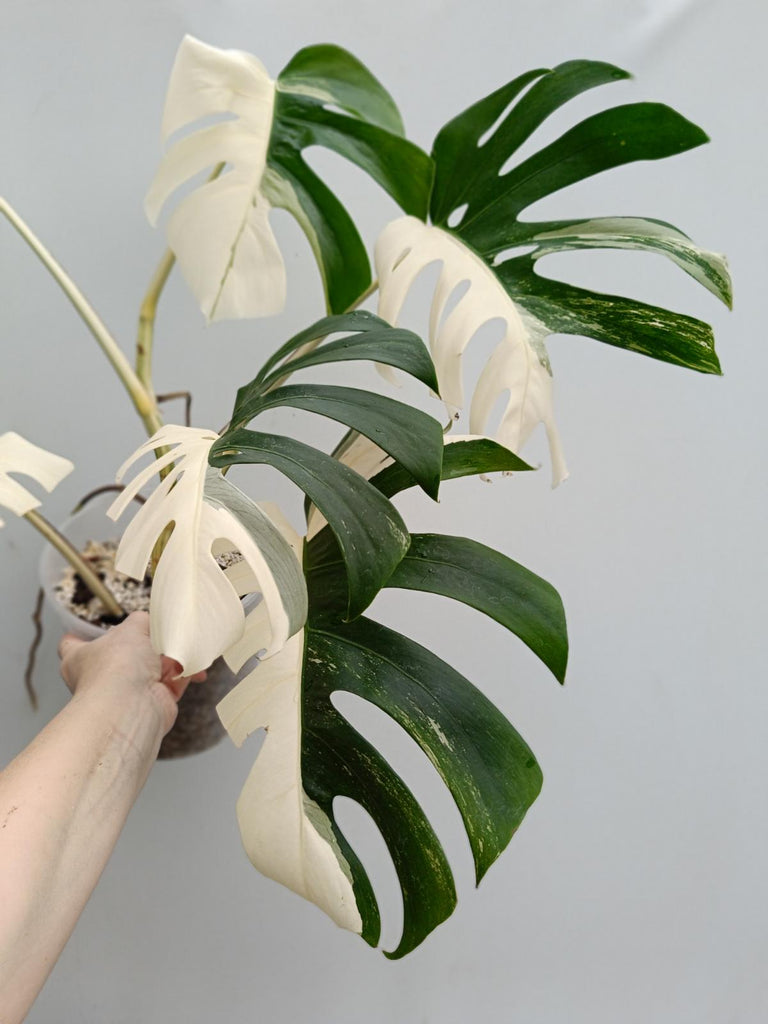 Monstera deliciosa variegata albo halfmoon