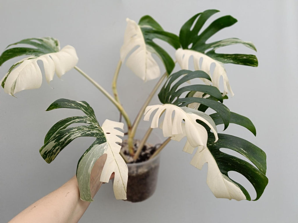 Monstera deliciosa variegata albo halfmoon