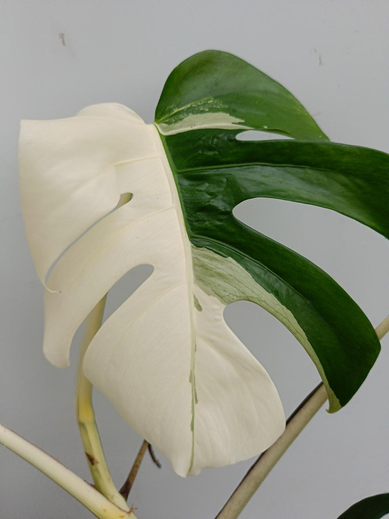 Monstera deliciosa variegata albo halfmoon