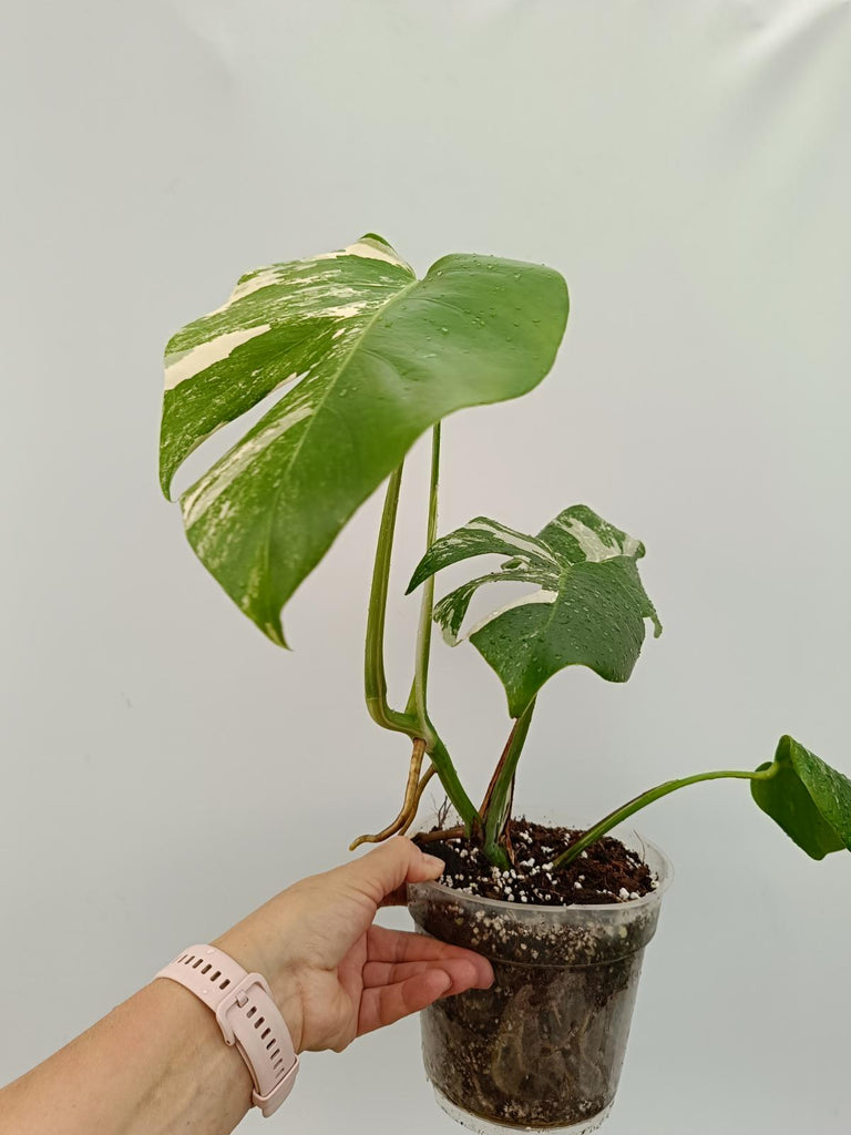 Monstera deliciosa variegasta albo