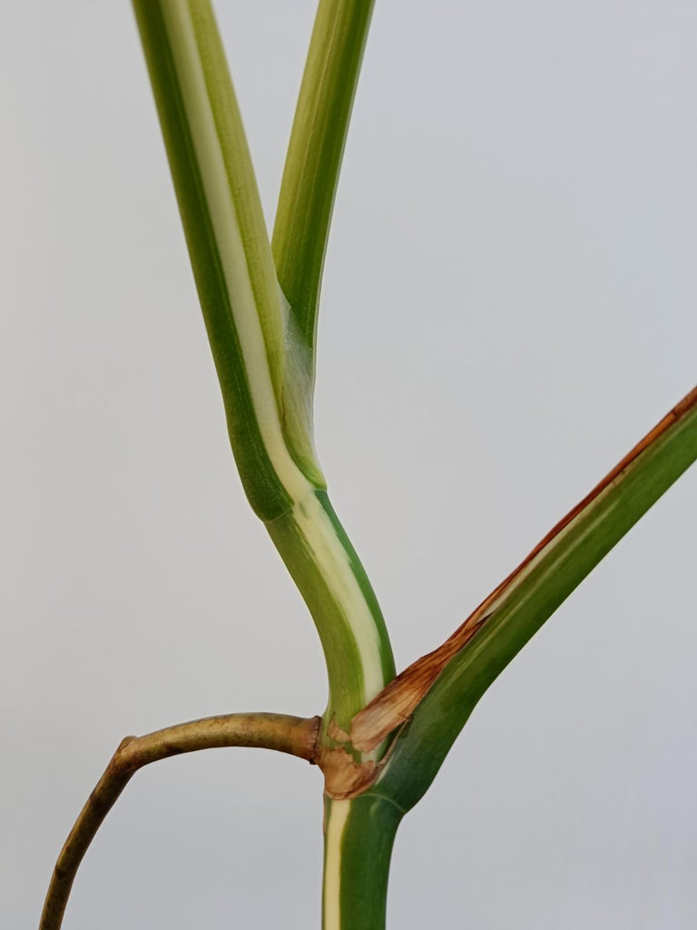 Monstera deliciosa variegata albo