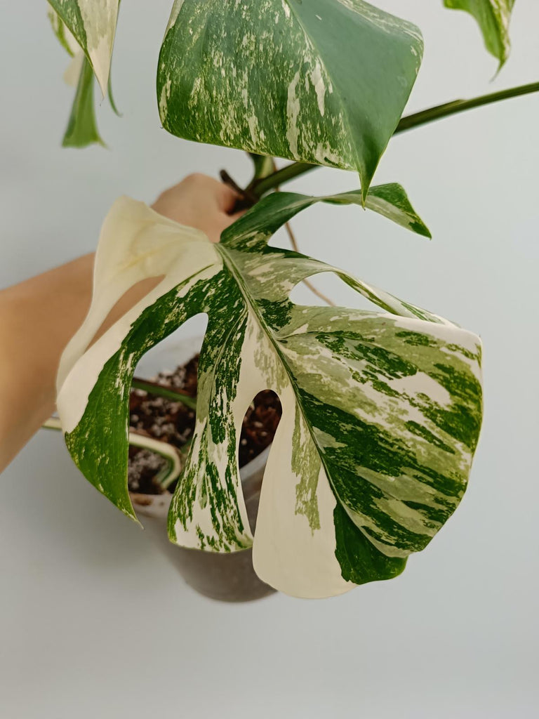 Monstera deliciosa variegata albo