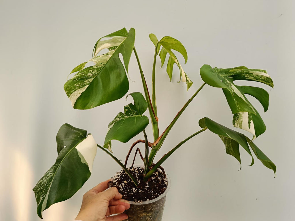 MONSTERA DELICIOSA VARIEGATA ALBO – Welovetropicalplants