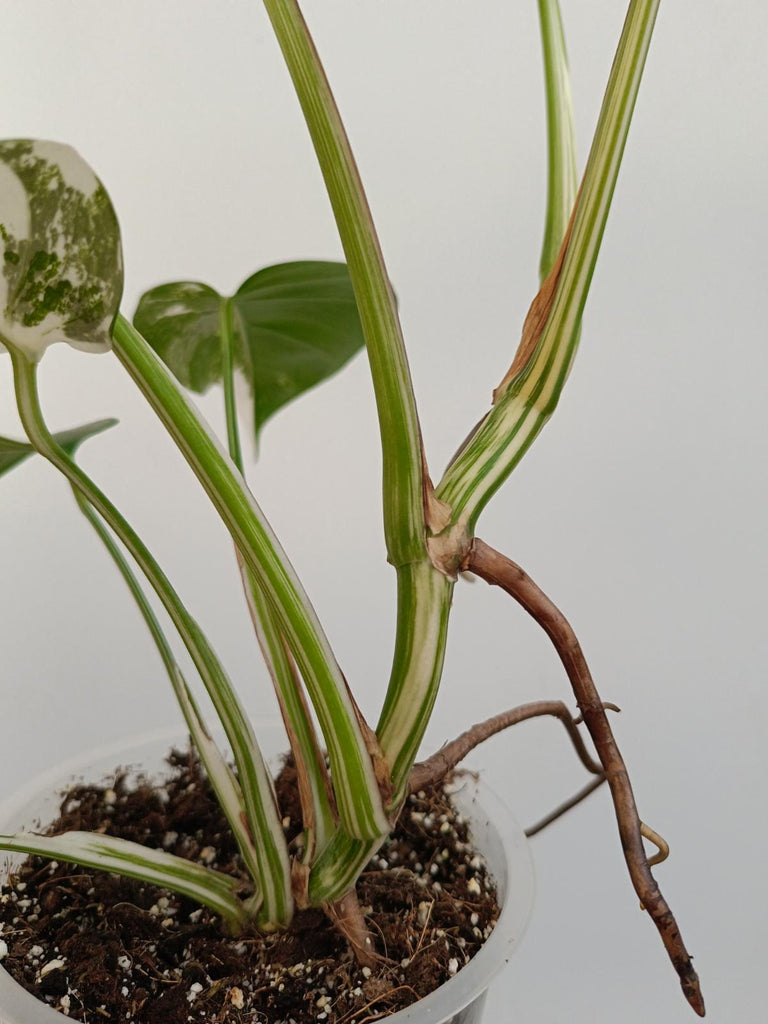 Monstera deliciosa variegata albo