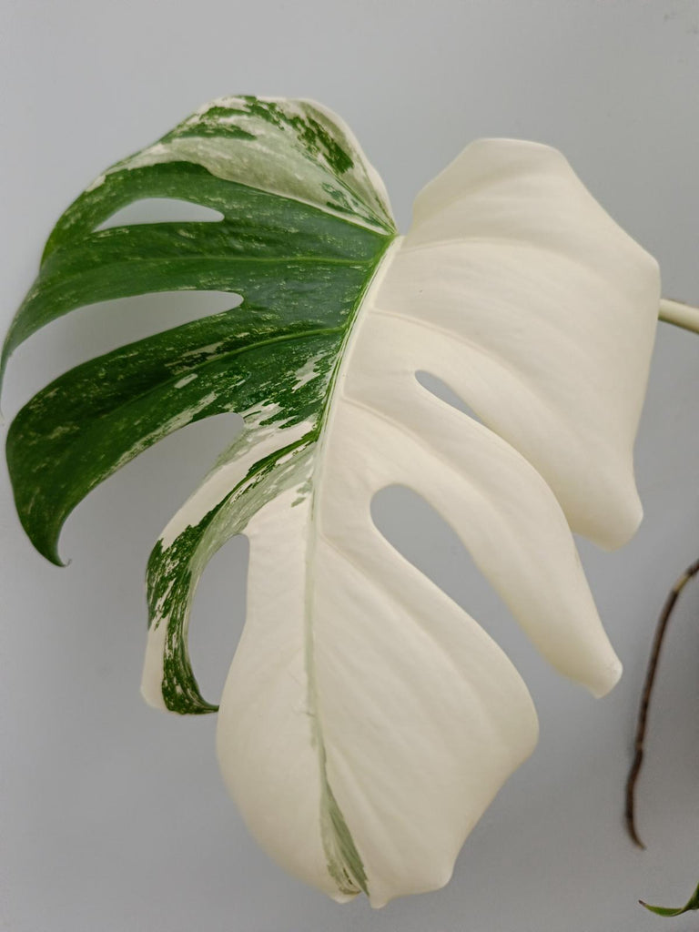 Monstera deliciosa variegata albo halfmoon