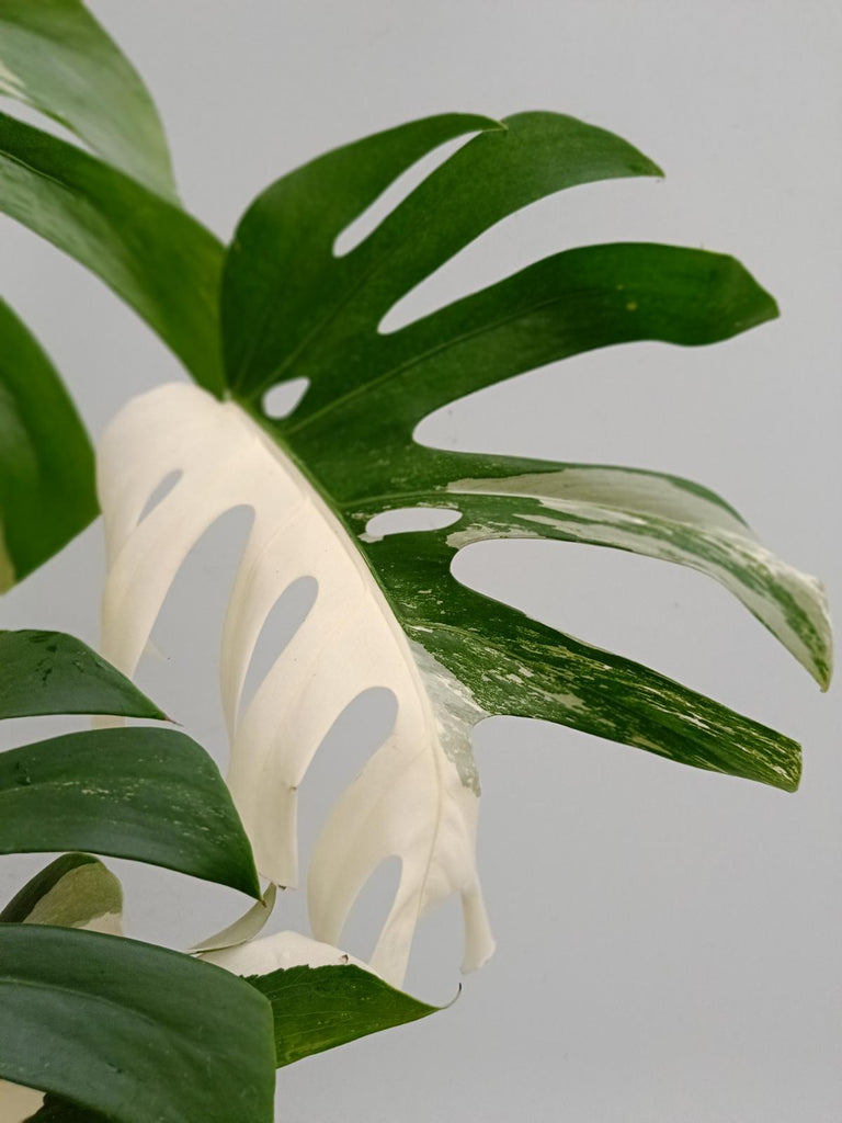 Monstera deliciosa variegata albo halfmoon