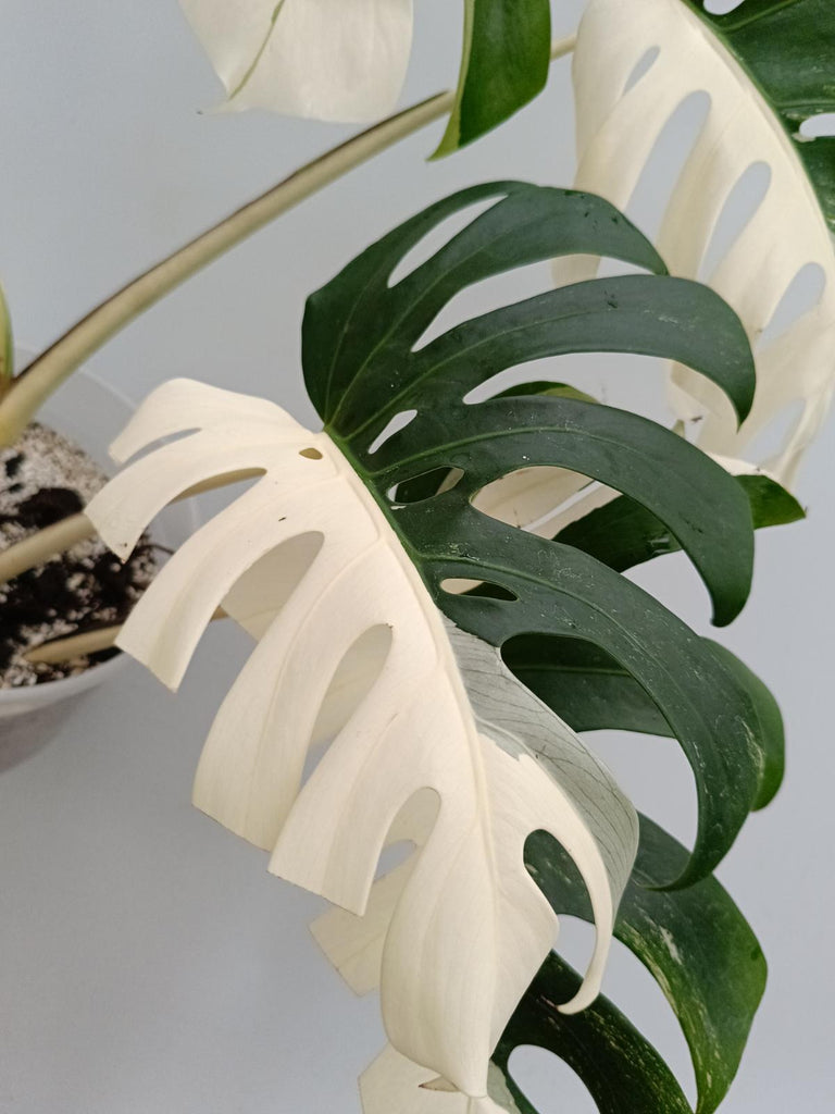 Monstera deliciosa variegata albo halfmoon