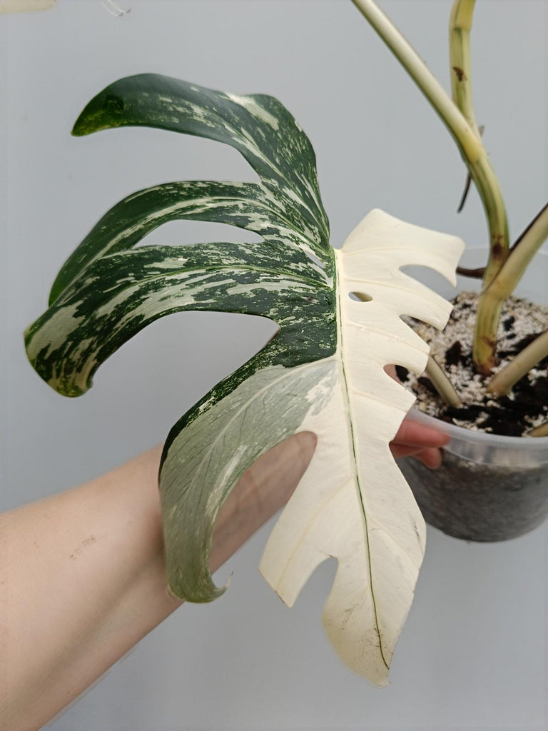 Monstera deliciosa variegata albo halfmoon