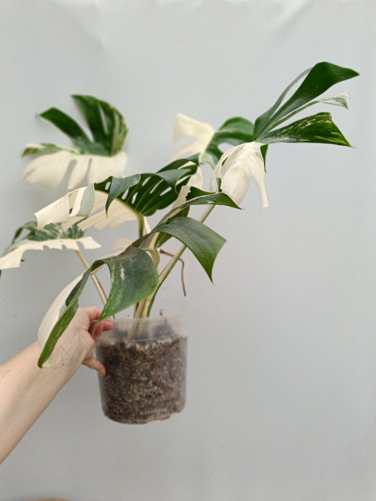 Monstera deliciosa variegata albo halfmoon