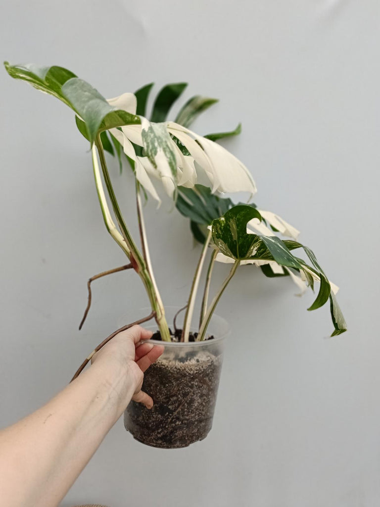 Monstera deliciosa variegata albo halfmoon