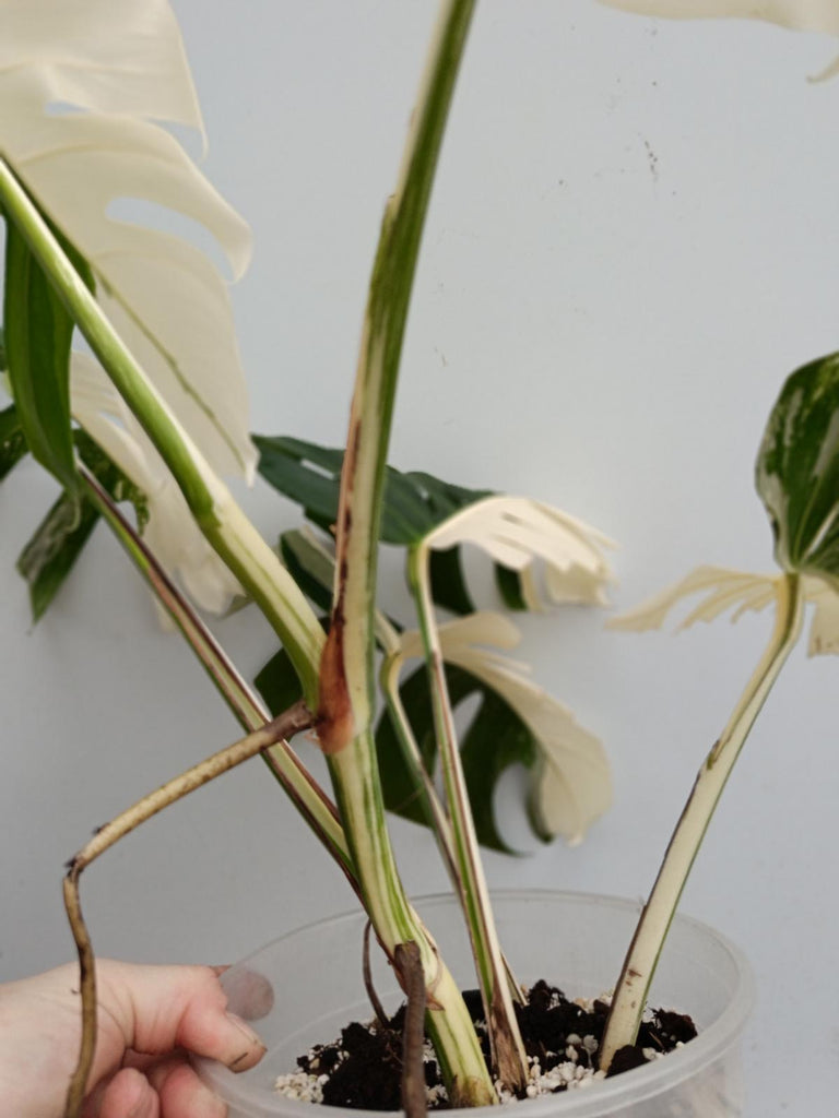 Monstera deliciosa variegata albo halfmoon