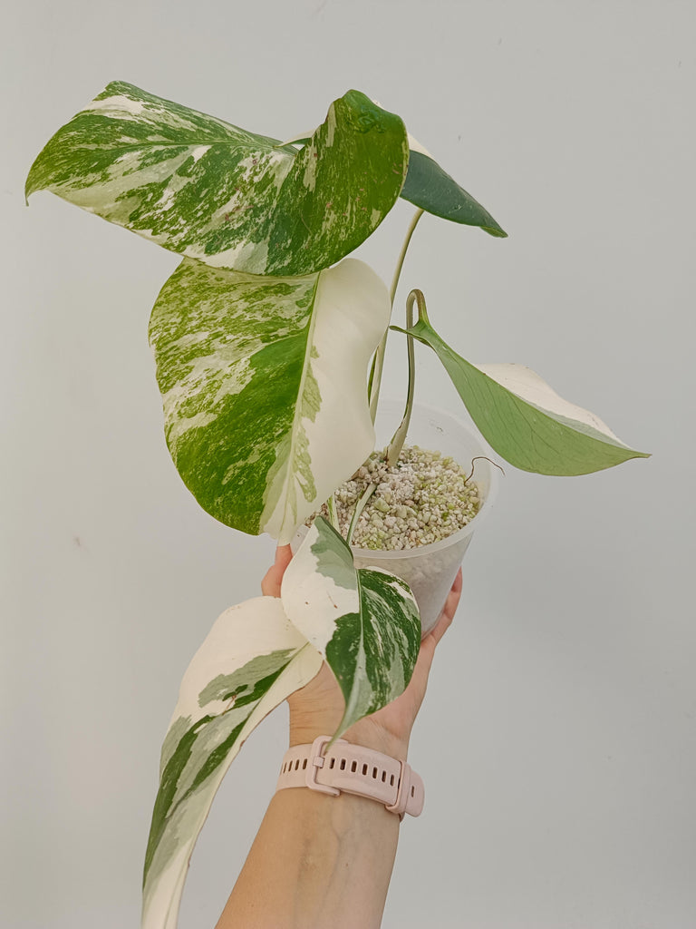 Monstera deliciosa variegata albo