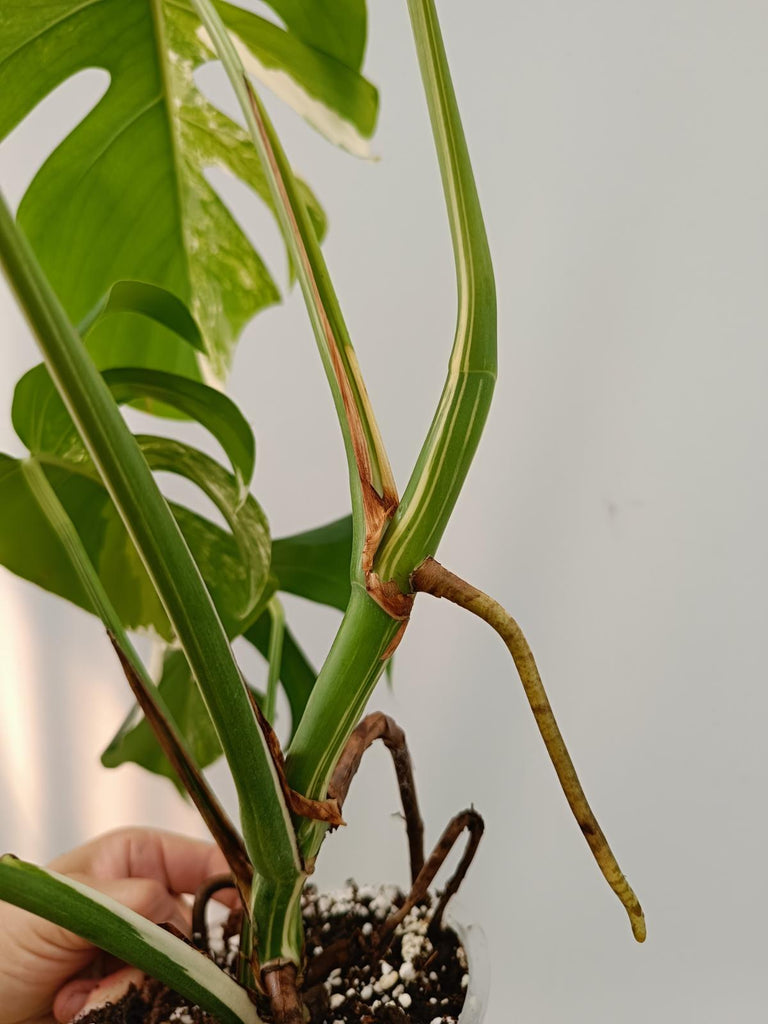 Monstera deliciosa variegata albo