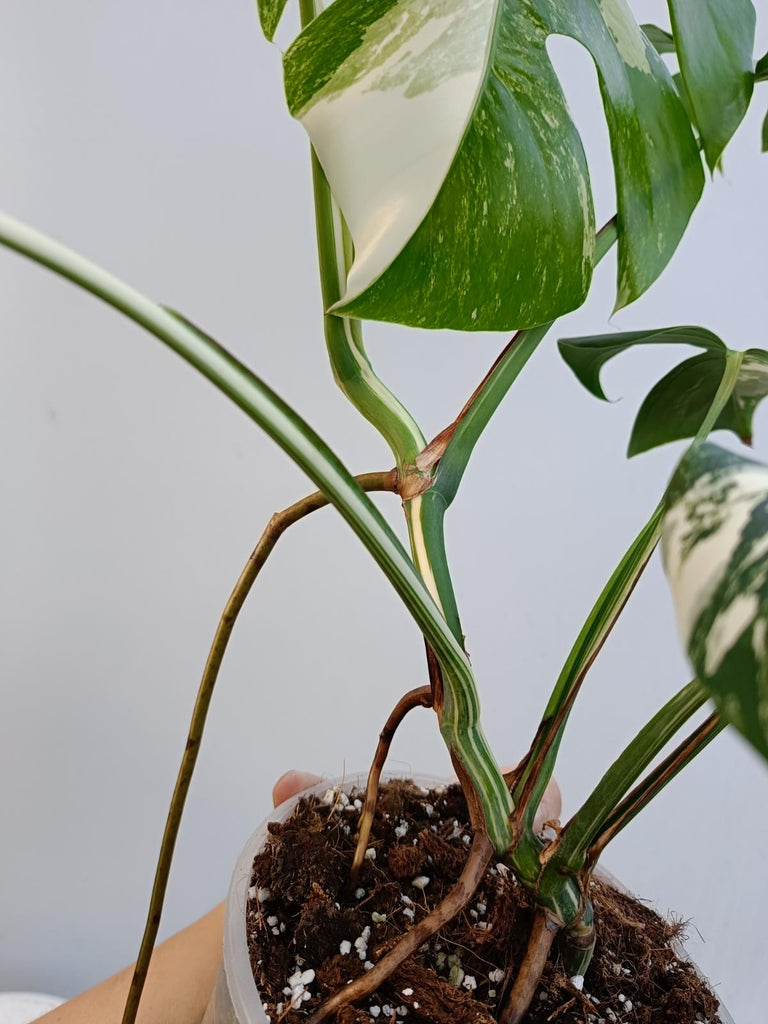 Monstera deliciosa variegata albo