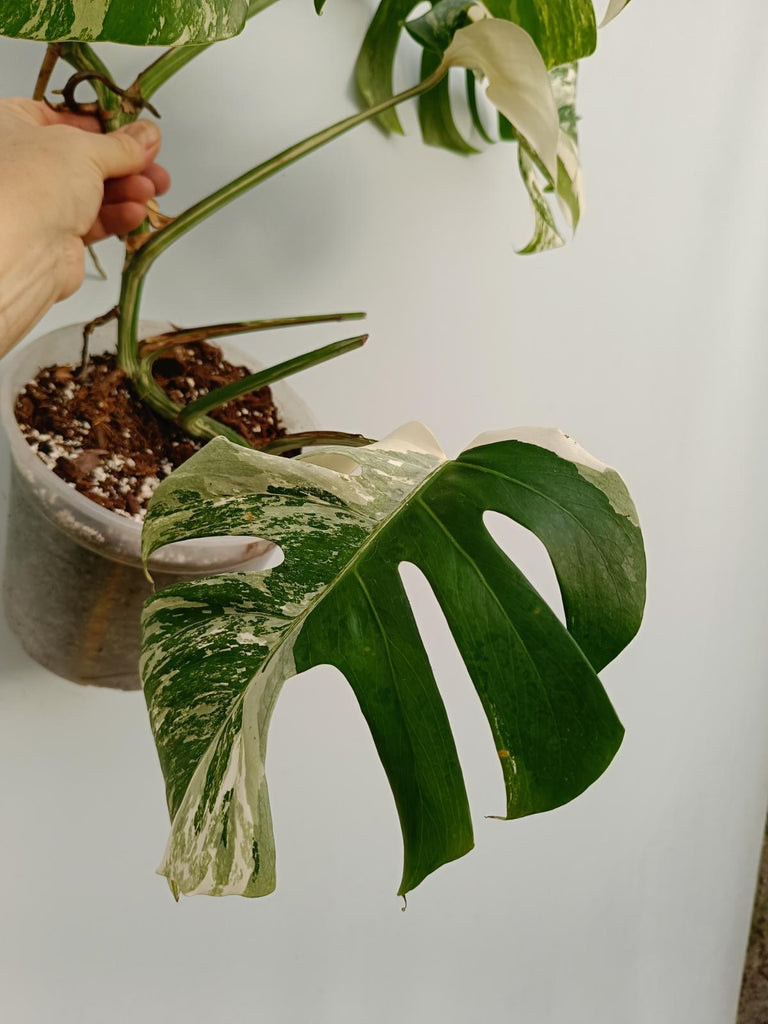 Monstera deliciosa variegata albo