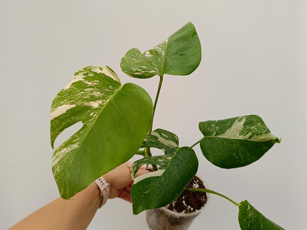 Monstera deliciosa variegasta albo