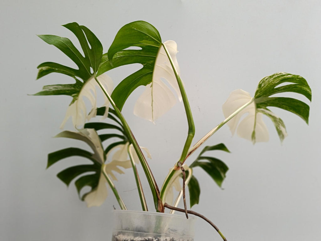 Monstera deliciosa variegata albo halfmoon