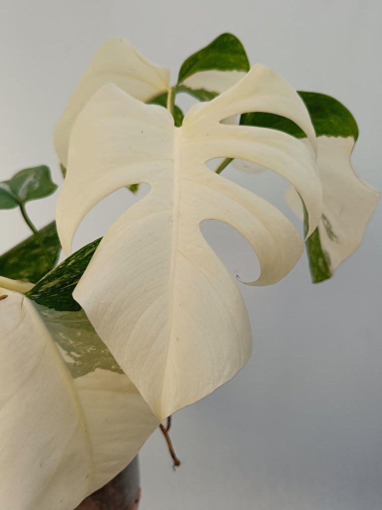 Monstera deliciosa variegata albo