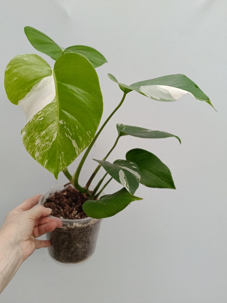 Monstera deliciosa variergata albo