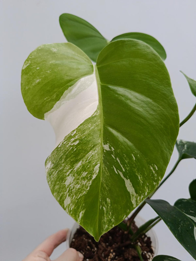 Monstera deliciosa variergata albo