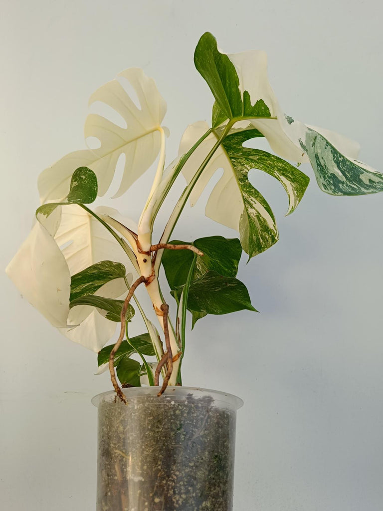 Monstera deliciosa variegata albo