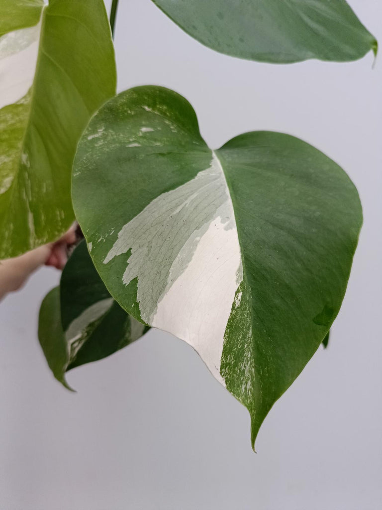 Monstera deliciosa variergata albo