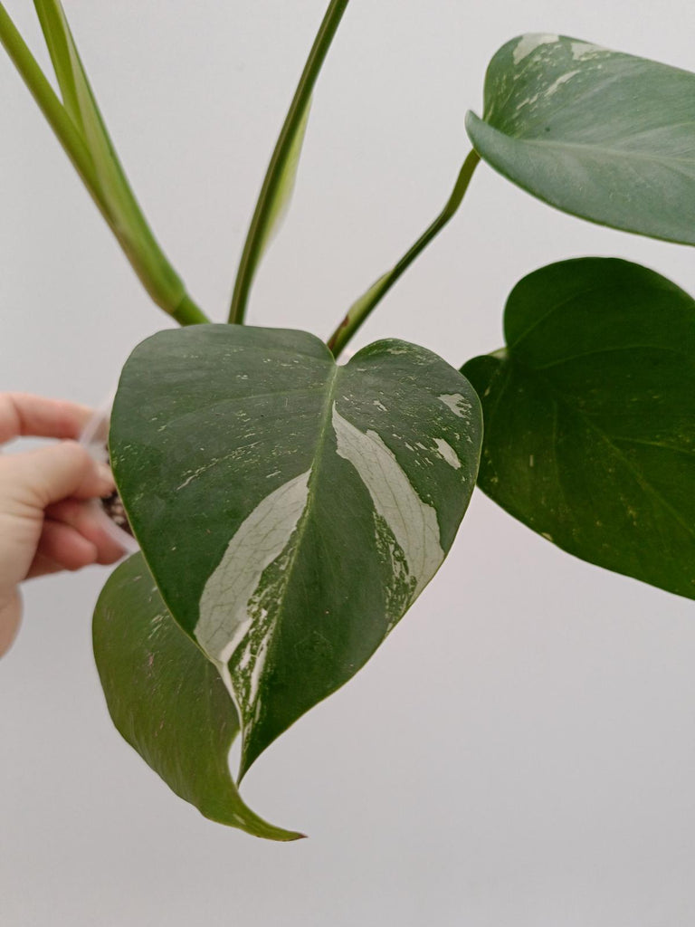 Monstera deliciosa variergata albo