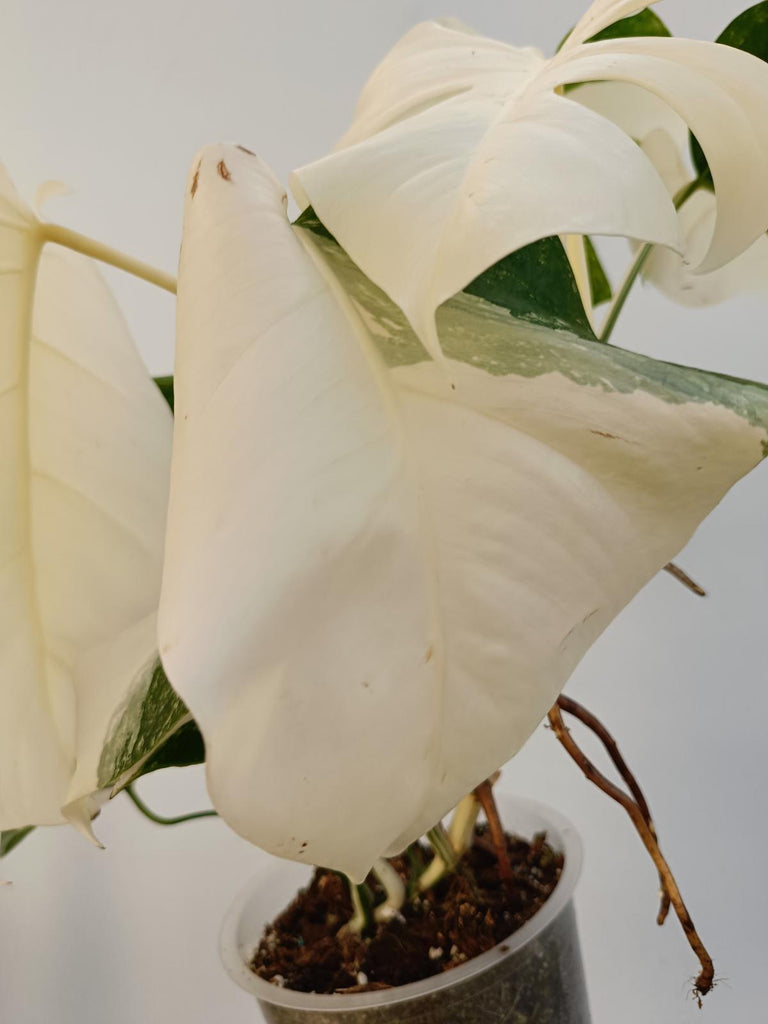 Monstera deliciosa variegata albo