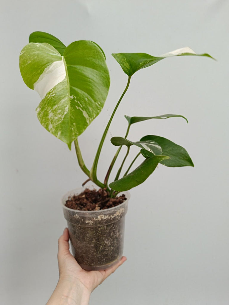 Monstera deliciosa variergata albo