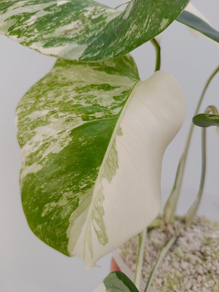 Monstera deliciosa variegata albo