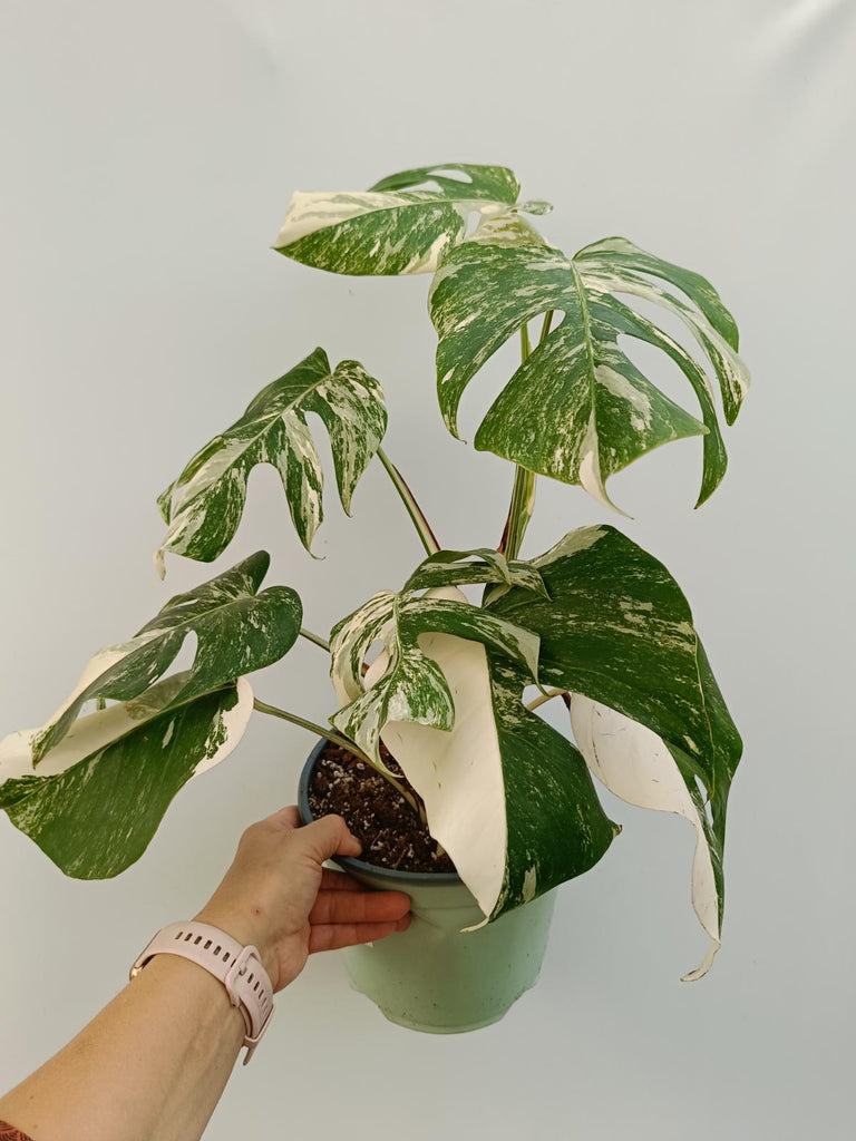 Monstera deliciosa variegata albo