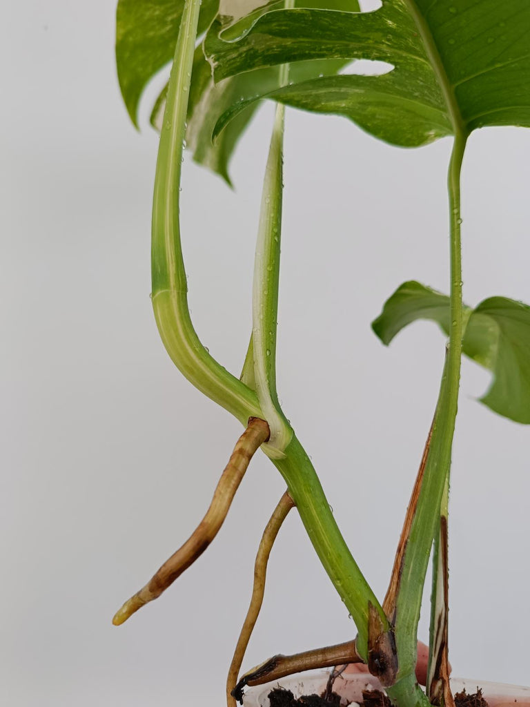 Monstera deliciosa variegasta albo