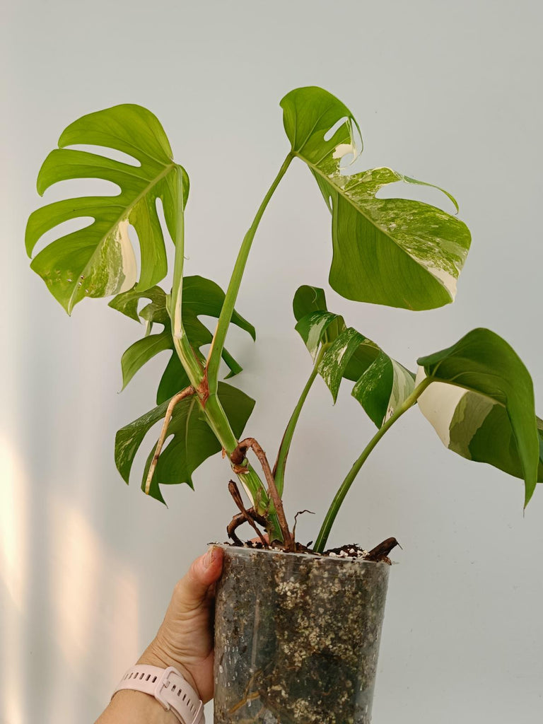 Monstera deliciosa variegata albo