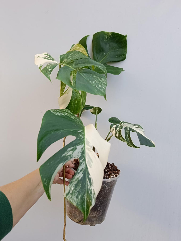 Monstera deliciosa variegata albo