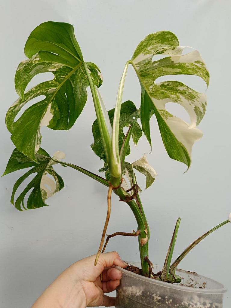 Monstera deliciosa variegata albo