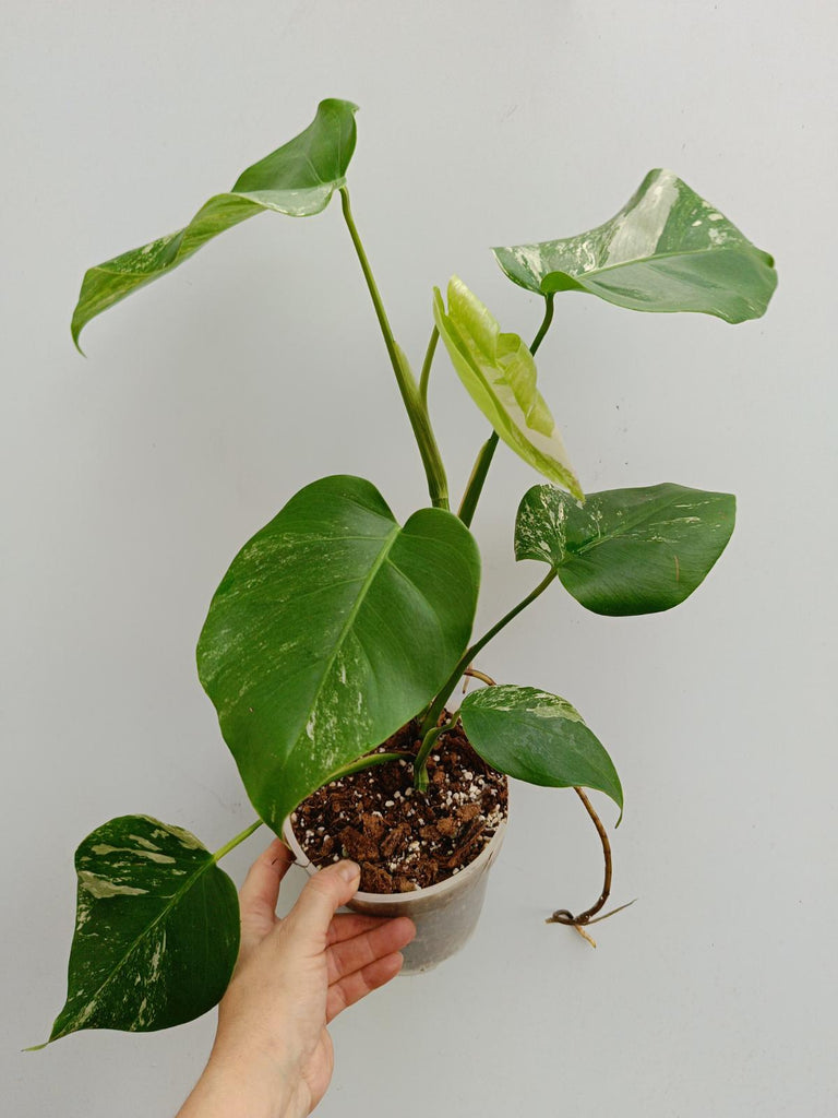 Monstera deliciosa variergata albo